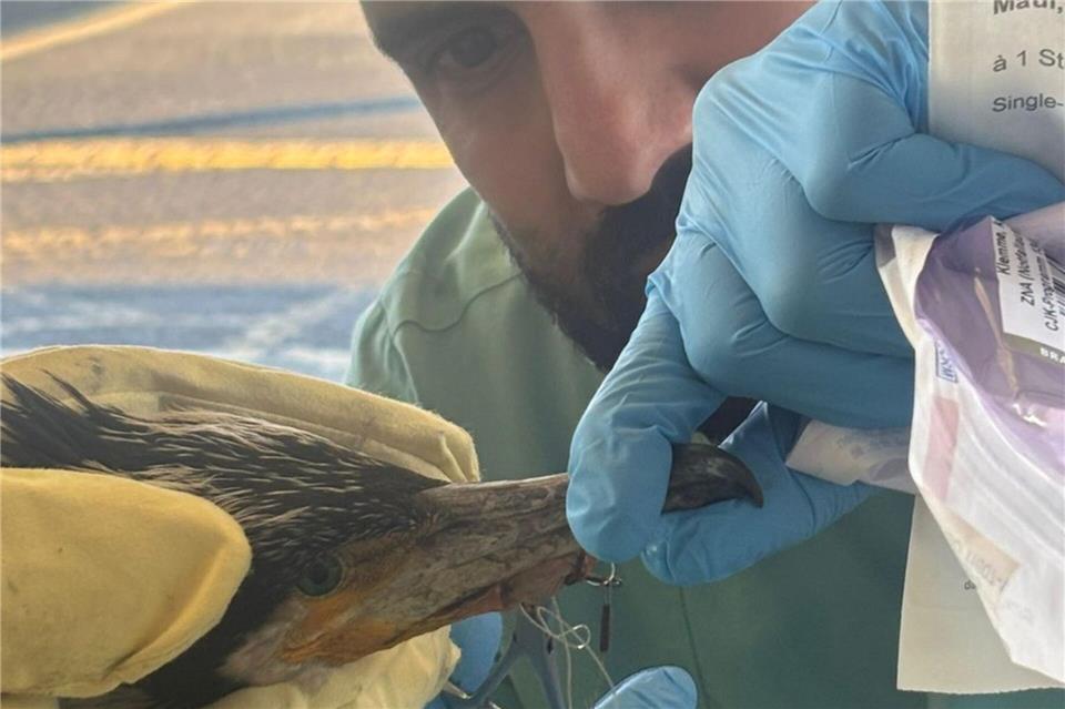 Der Vogel hatte einen für ihn gefährlichen Angelhaken im Schnabel.-/Feuerwehr Bremen/dpa