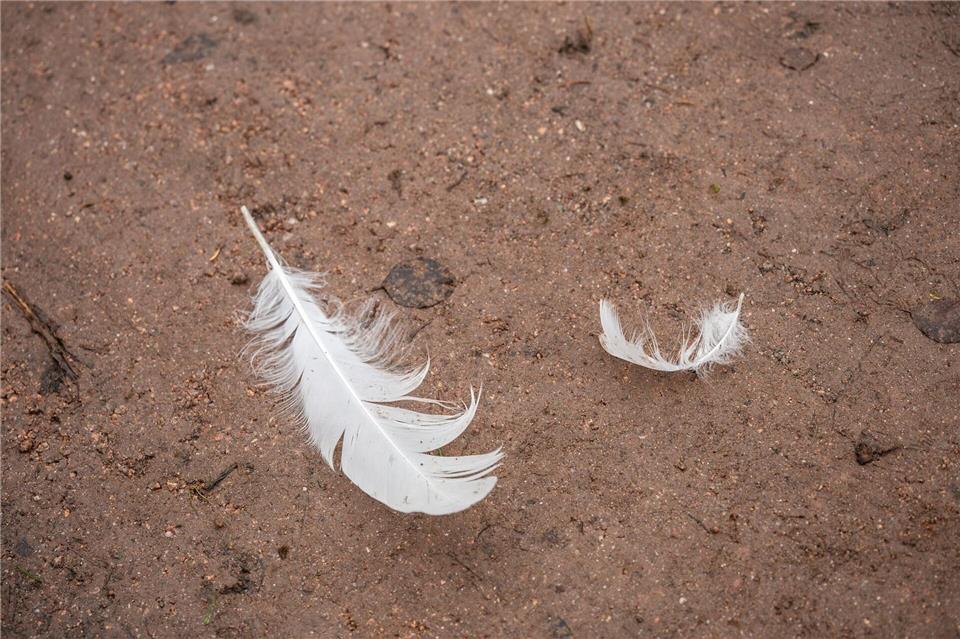 Der Vogelgrippe-Verdacht im Tierpark Chemnitz hat sich bestätigt. (Symbolbild)Silas Stein/dpa