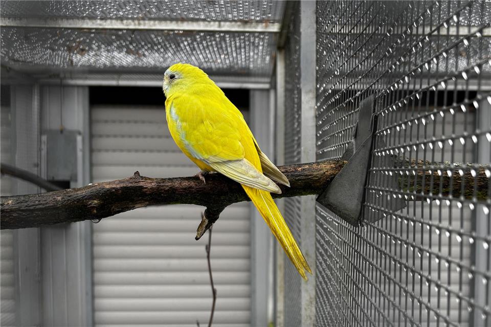 Der Vogelpark öffnet wieder, aber der Verein muss einige Arbeiten leisten.