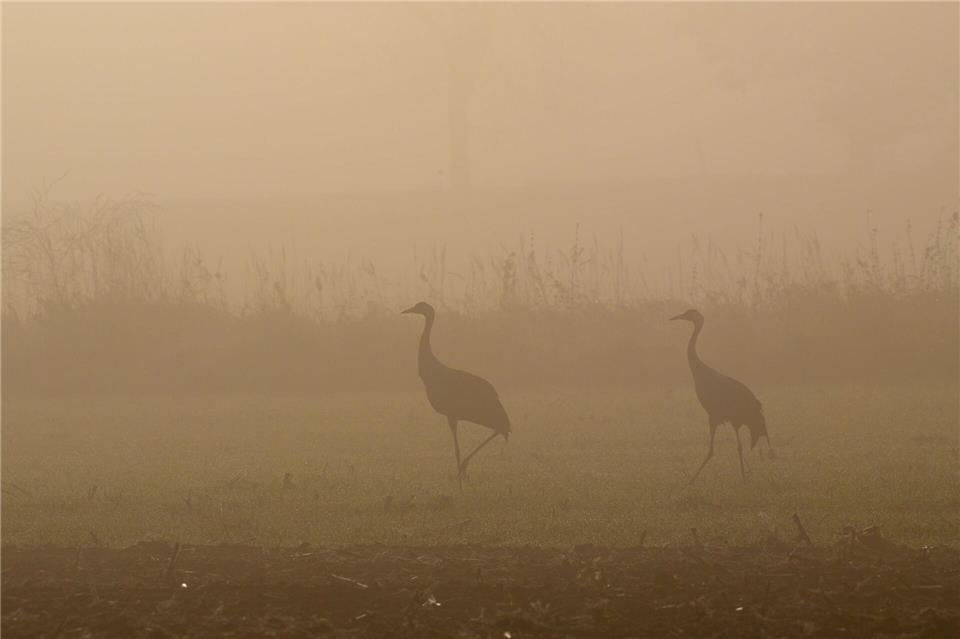 Der Vogelzug ist auch im Drömling in vollem Gange. (Archivbild)Klaus-Dietmar Gabbert/dpa
