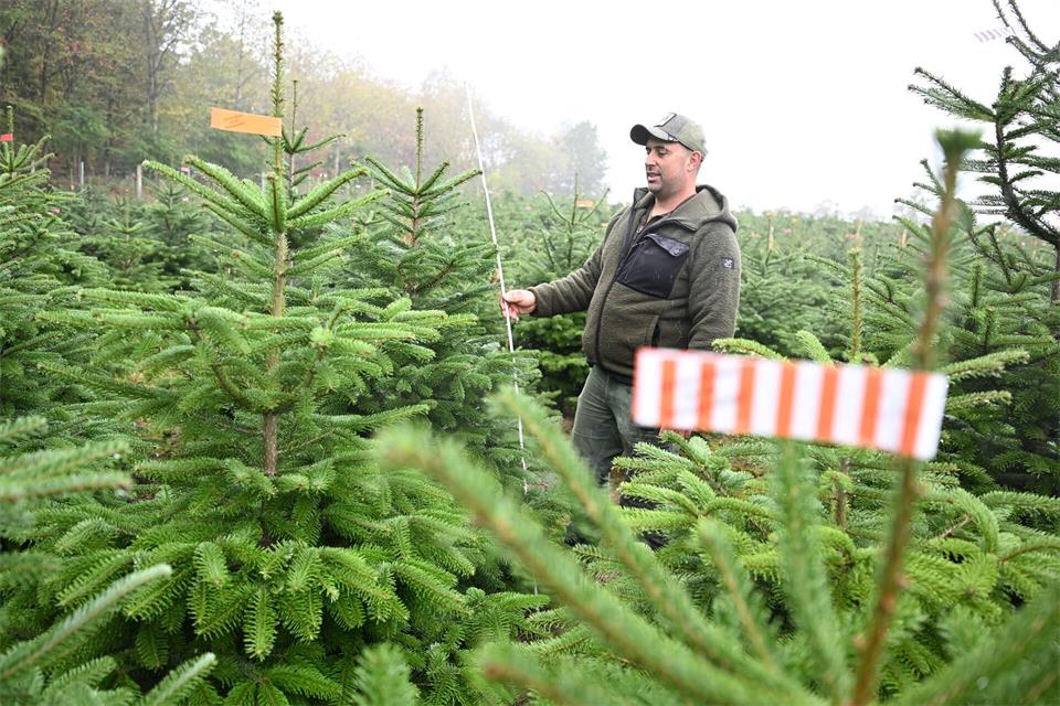 Der Vorsitzende des Christbaumverbandes Baden-Württemberg, Sebastian Fertig, steht in einer Anpflanzung von Weihnachtsbäumen in Mudau im Norden Baden-Württembergs.Bernd Weißbrod/dpa