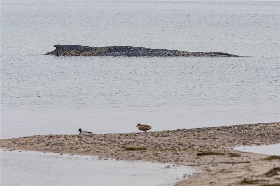 Der Wal harrt weiterhin an der Ostseeküste aus. Ulrich Perrey/dpa