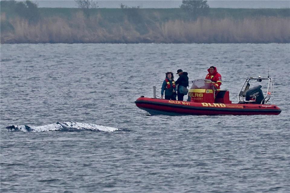 Der Wal ist am frühen Morgen losgeschwommen. Boote, die ihn guiden sollen, sind in seiner Nähe (Archivbild).Bernd Wüstneck/dpa