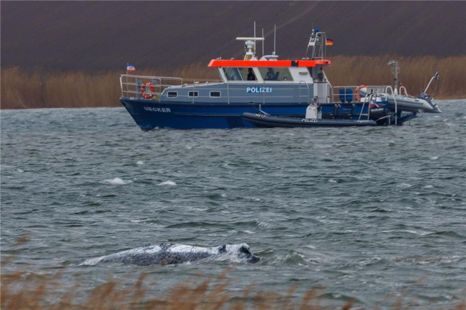 Der Wal ist am frühen Morgen losgeschwommen. Boote, die ihn guiden sollen, sind in seiner Nähe.Jens Büttner/dpa