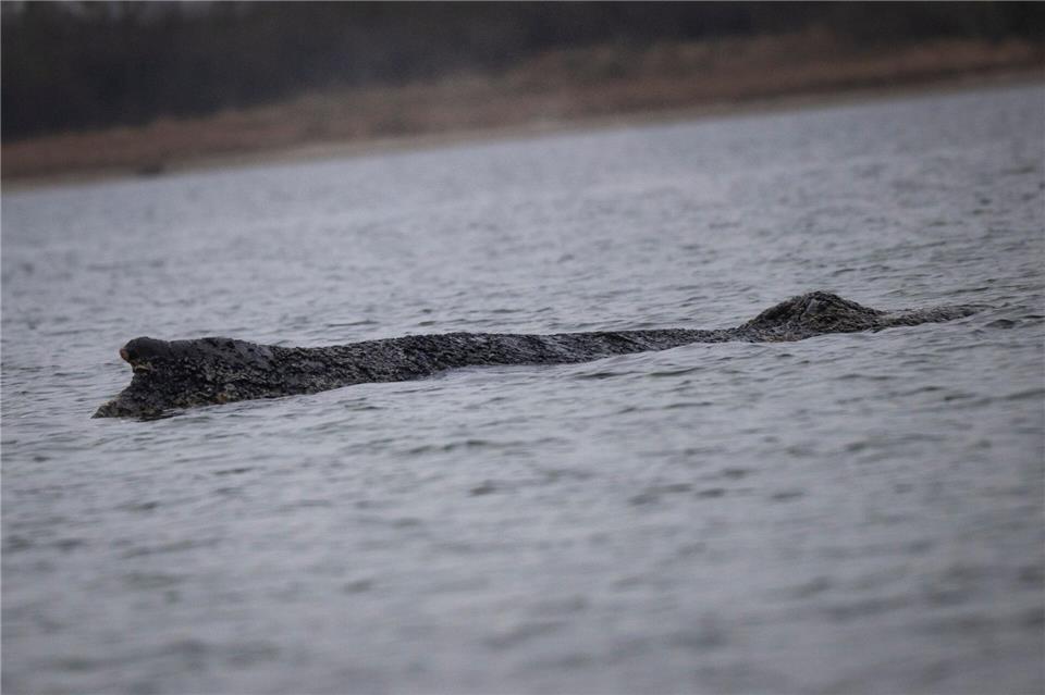 Der Wal ist in der Nacht zu Sonntag erneut von der Sandbank freigekommen. Philip Dulian/dpa
