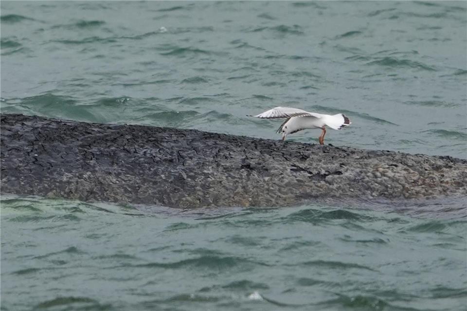 Der Wal ist in der Nacht zum Montag gestrandet.Marcus Brandt/dpa