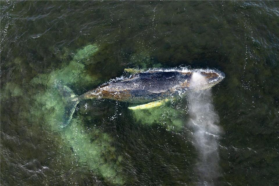 Der Wal ist seit Wochen an der Ostseeküste unterwegs. (Archivbild)Daniel Müller/Greenpeace Germany/dpa