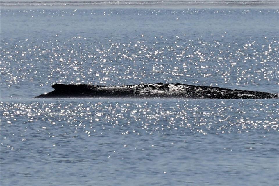 Der Wal ist vor der Ostsee-Insel Poel gestrandet.Bernd Wüstneck/dpa