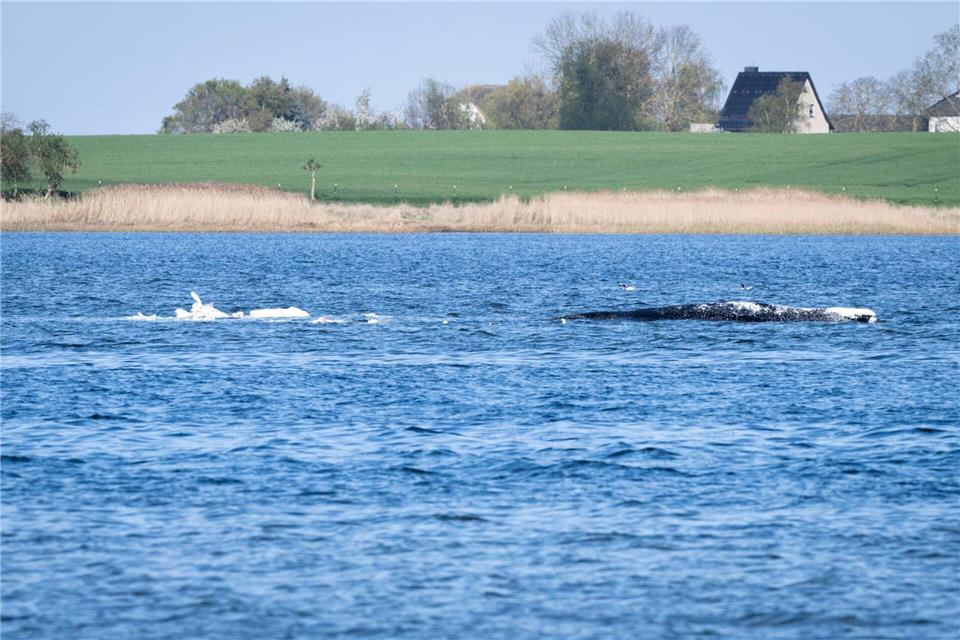 Der Wal liegt derzeit noch vor der Insel Poel. Philip Dulian/dpa