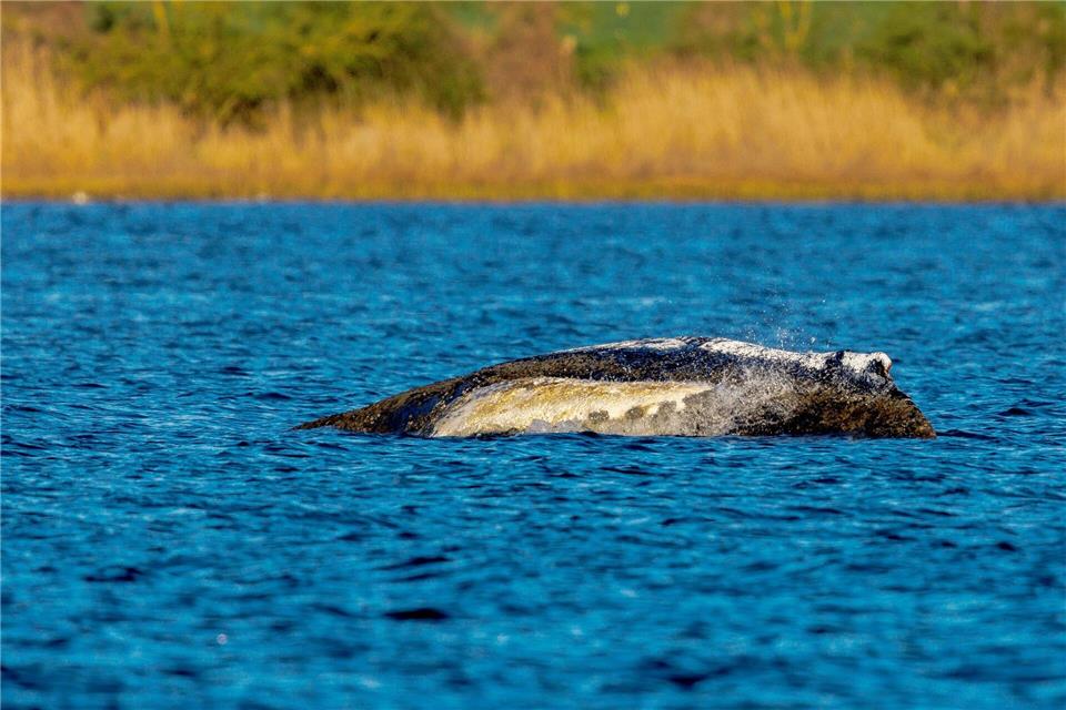 Der Wal liegt immer noch vor der Insel Poel.Jens Büttner/dpa