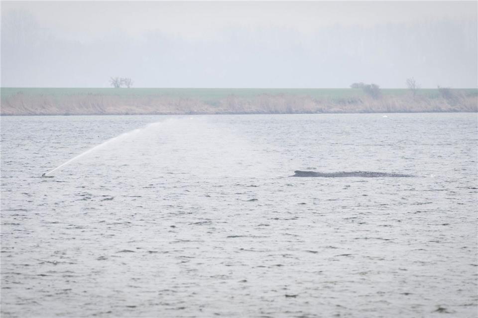 Der Wal liegt seit Tagen vor der Insel Poel. (Archivbild)Philip Dulian/dpa