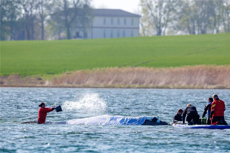 Der Wal scheint das Treiben gelassen und ruhig hinzunehmen - doch stimmt dieser Eindruck? Jens Büttner/dpa