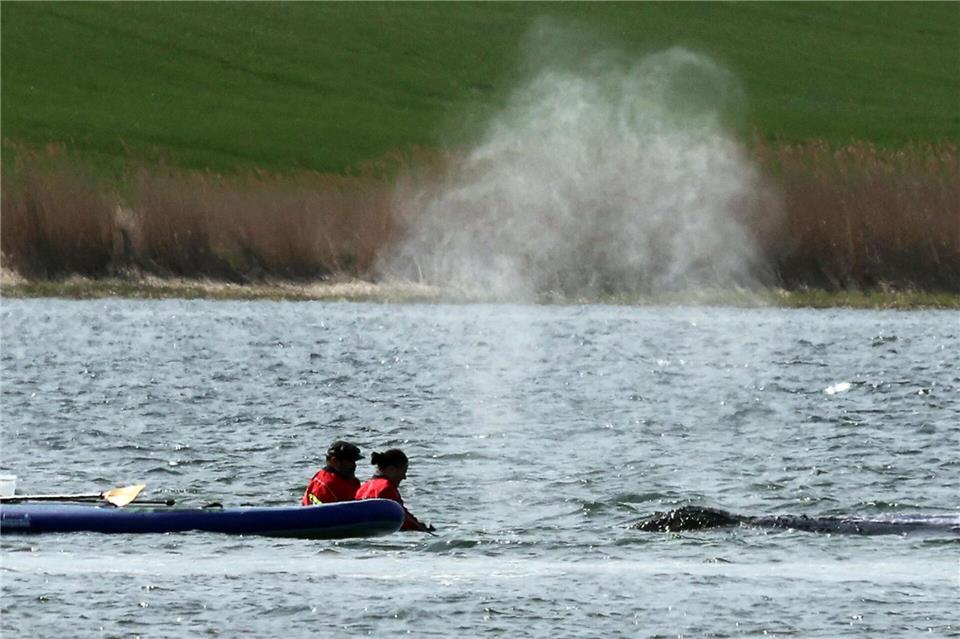 Der Wal soll am Dienstag mit einem Lastkahn geborgen werden.Bernd Wüstneck/dpa