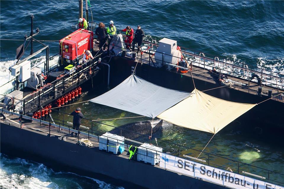 Der Wal war wochenlang vor der Insel Poel gestrandet.Christoph Reichwein/dpa