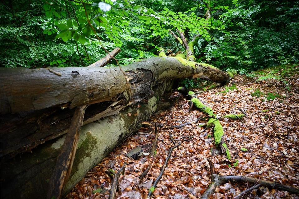 Der Wald in Brandenburg leidet unter Wetterextremen. (Archivbild)Bernd von Jutrczenka/dpa