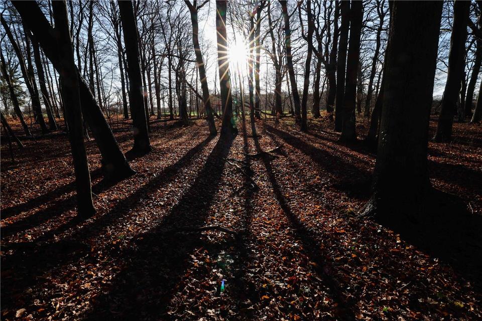 Der Wald in Schleswig-Holstein ist bisher vergleichsweise gut durch den Klimawandel gekommen. (Archivbild)Christian Charisius/dpa