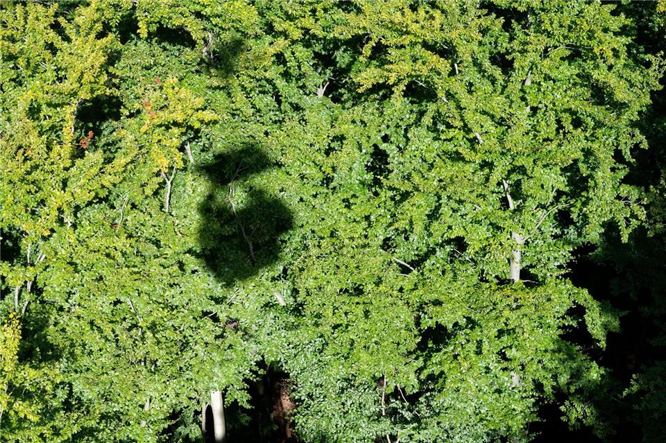 Der Wald muss auch in MV zur Anpassung ans Klima laut Landesregierung umgebaut werden. (Archivbild)Stefan Sauer/dpa