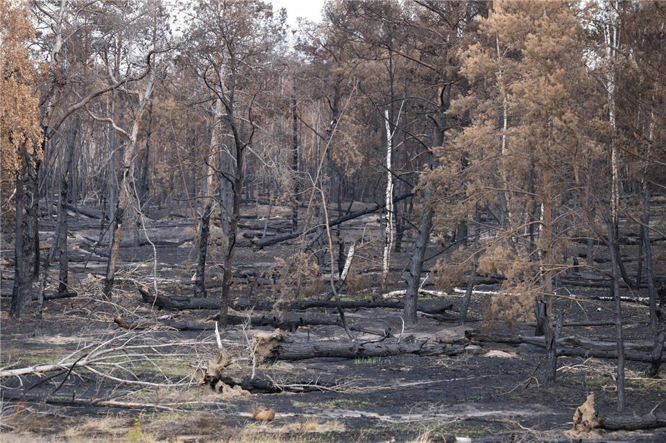 Der Waldbrand in der Gohrischheide zerstörte weite Fläche des Naturschutzgebiets. (Archivbild)Sebastian Kahnert/dpa