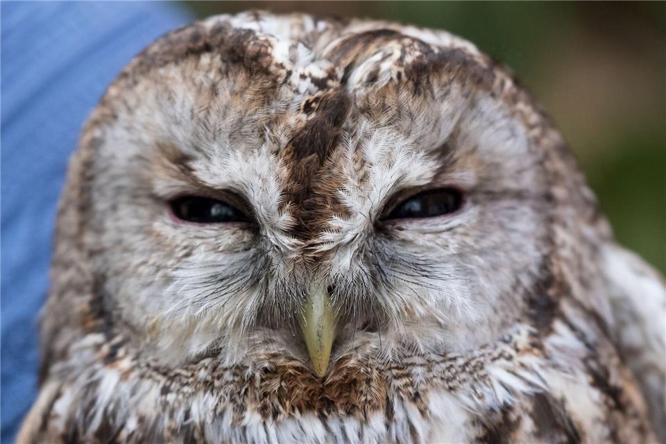 Der Waldkauz war mutmaßlich von einem Auto erfasst und verletzt worden. (Symbolbild)Peter Steffen/dpa