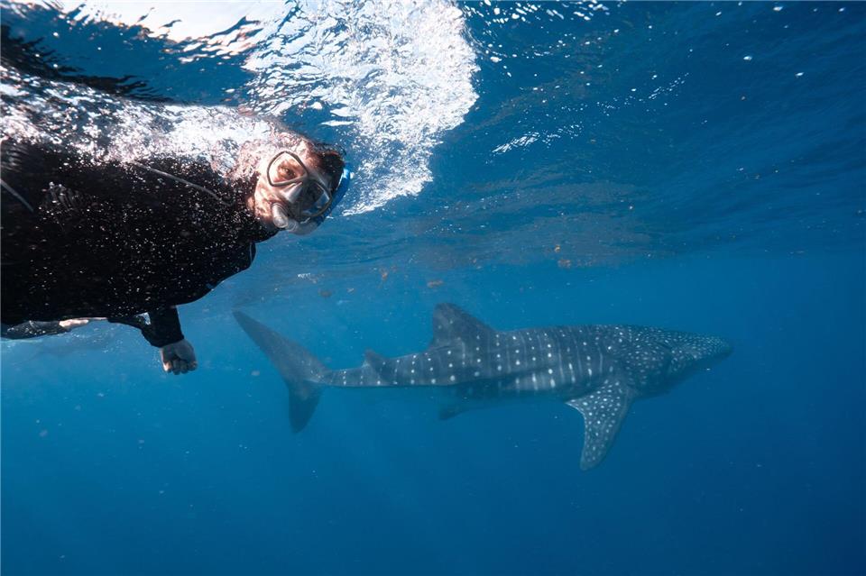 Der Walhai ist da: Auf organisierten Schnorcheltrips sieht man die Tiere mit hoher Wahrscheinlichkeit.Exmouth Dive and Whalesharks Ningaloo/dpa-tmn