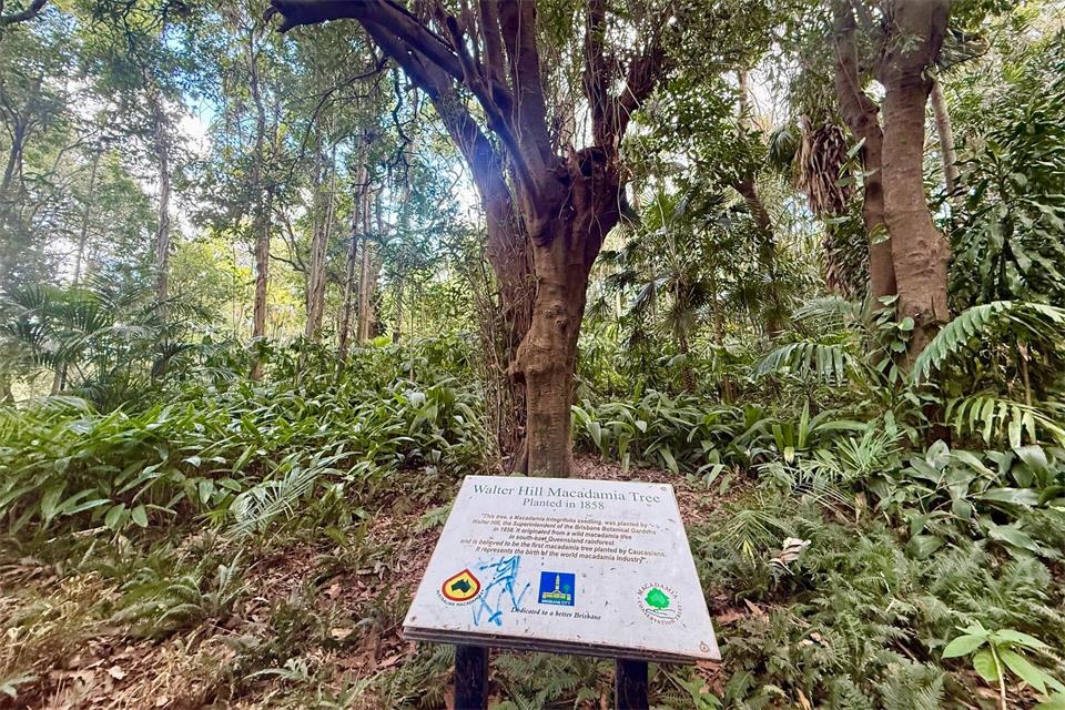 Der Walter-Hill-Baum wurde 1858 in Brisbane gepflanzt - und trägt noch immer Früchte.Carola Frentzen/dpa