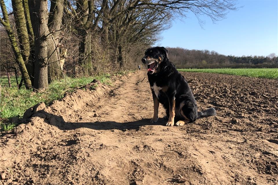 Der Wanderweg existiert nicht mehr. Manche Spaziergänger halten aber an ihrer Strecke fest, so dass sich ein Trampelpfad gebildet hat. Hund Jasper dürfte die Beschaffenheit des Untergrundes egal sein.