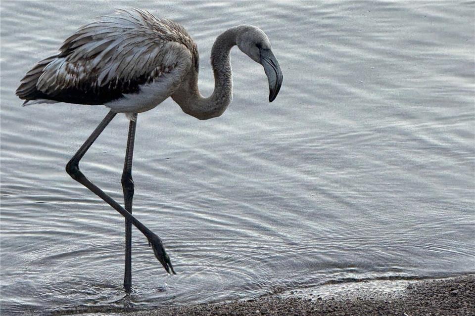 Was tun mit dem Flamingo aus dem Titisee? Der Wasservogel mit dem langen Hals hatte am Freitagabend in Titisee-Neustadt einen Polizeieinsatz ausgelöst.--/Polizeipräsidium Freiburg/dpa