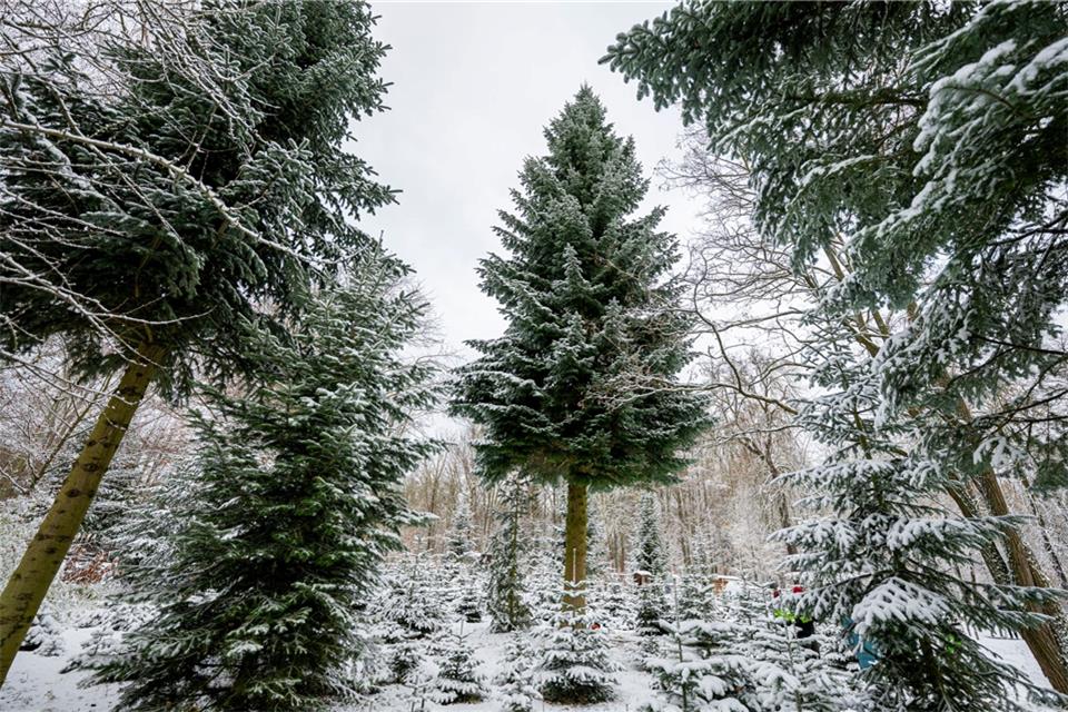 Der Weihnachtsbaum für das Brandenburger Tor in Berlin stammt dieses Jahr aus Thüringen. Aber nicht alle Weihnachtsbäume kommen aus dem heimischen Anbau.