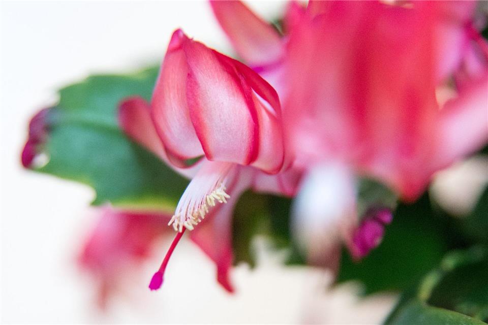 Der Weihnachtskaktus blüht in Rosa, Rot, Weiß oder Violett und bringt mehrere Wochen lang Farbe in die Adventszeit.Andrea Warnecke/dpa-tmn