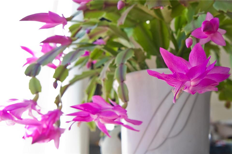 Der Weihnachtskaktus ist pflegeleicht und blüht über mehrere Jahre immer im Winter.Andrea Warnecke/dpa-tmn