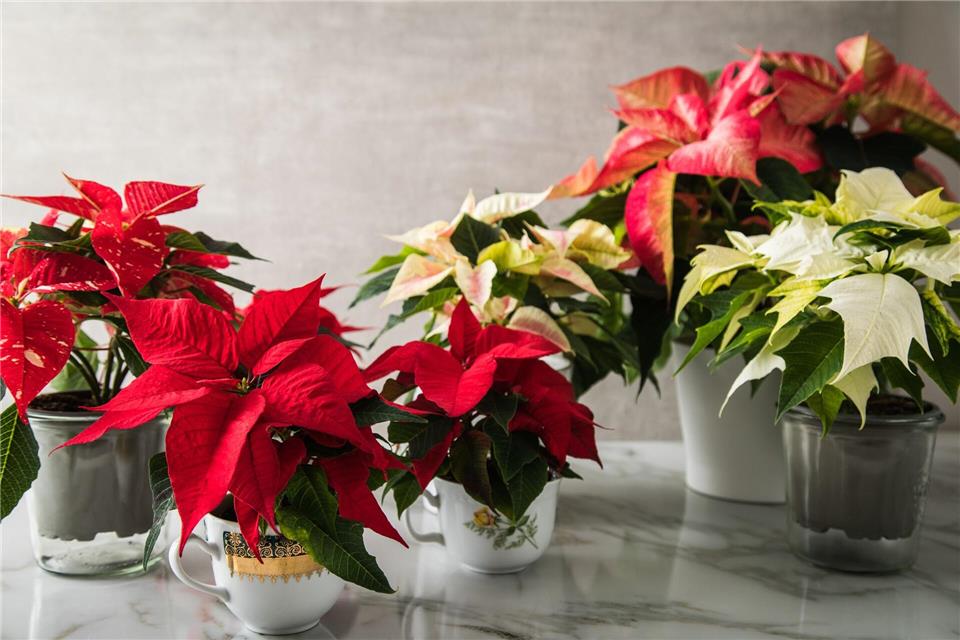 Der Weihnachtsstern ist ein Klassiker in der Adventszeit und bringt mit seinen farbigen Hochblättern natürliche Farbakzente ins Wohnzimmer.picture alliance / dpa-tmn