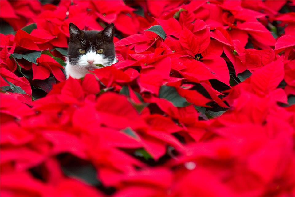 Der Weihnachtsstern ist für Hunde, Katzen und Vögel giftig. Der milchige Pflanzensaft kann bei Tieren Erbrechen, Zittern und sogar Muskelkrämpfe auslösen.Patrick Pleul/dpa/dpa-tmn