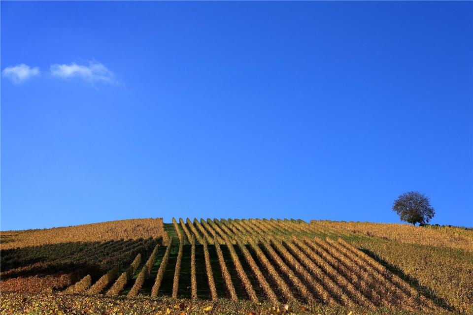 Der Weinanbau erhält auch die Kulturlandschaft. (Archivbild)Karl-Josef Hildenbrand/dpa