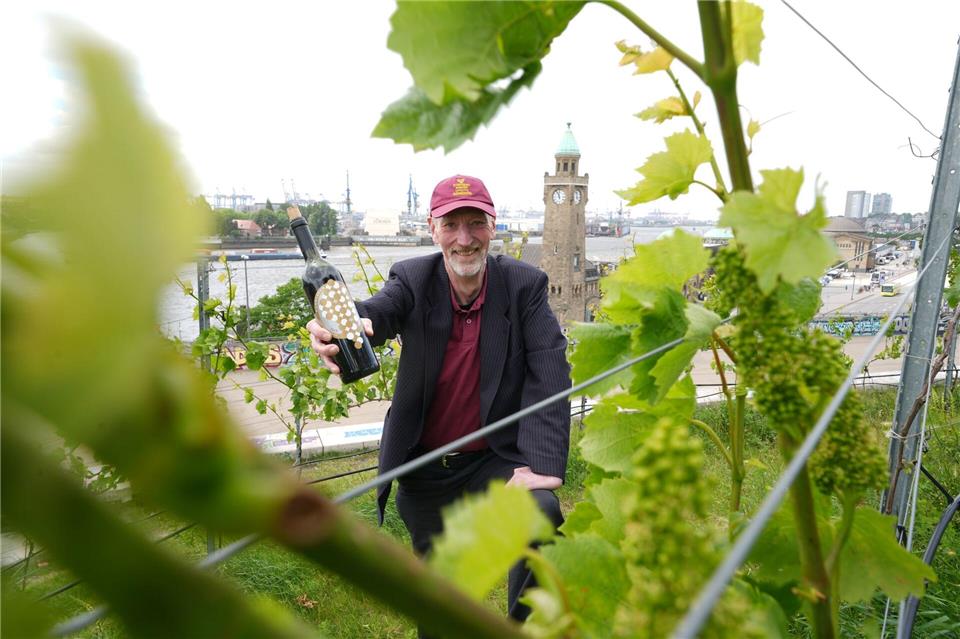 Der Weinberg an den Landungsbrücken wird von fünf ehrenamtlichen Hobby-Winzern gepflegt. Fachlich betreut werden sie von einer Winzerin aus Stuttgart.Marcus Brandt/dpa