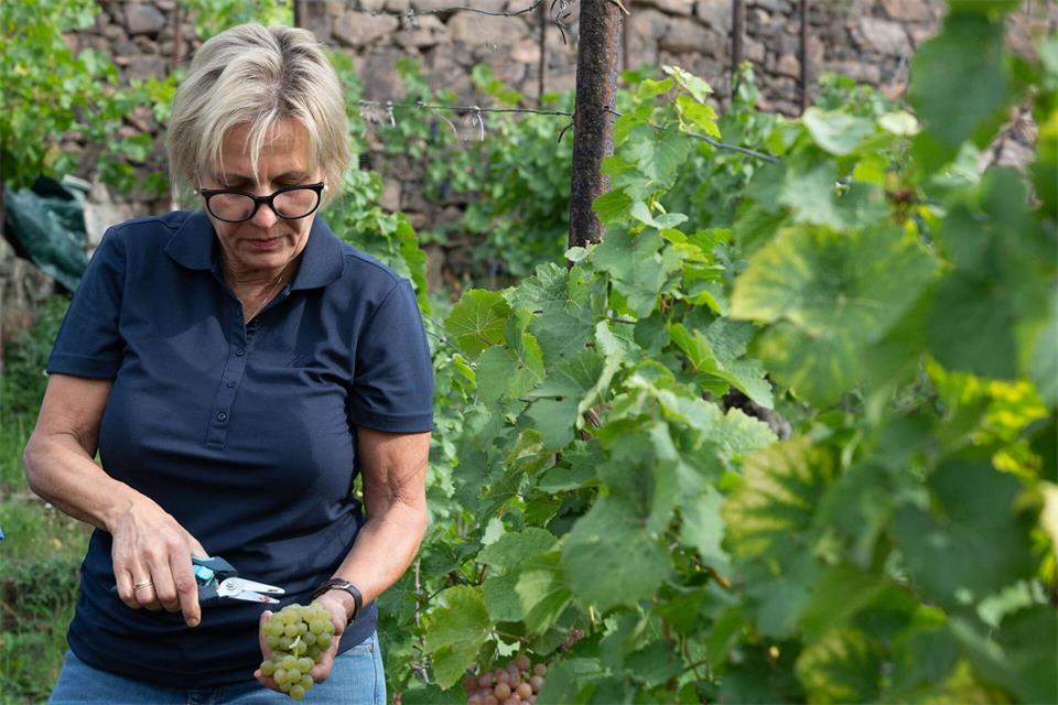 Der Weintourismus gewinnt laut Klepsch an Bedeutung. Katharina Kausche/dpa