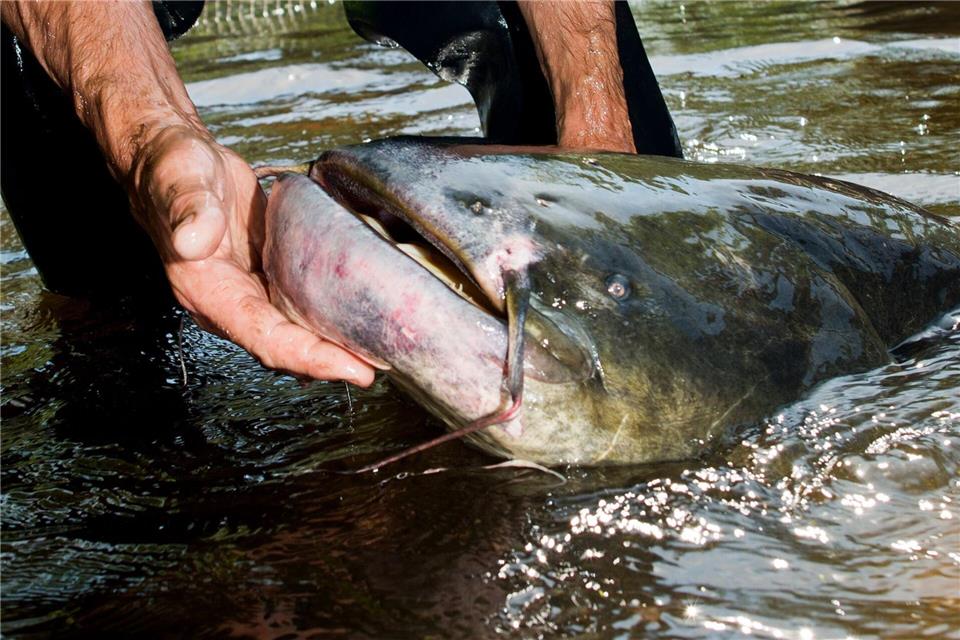 Der Wels ist der größte Süßwasserfisch in Deutschland - und kann durchaus über 60 Kilogramm auf die Waage bringen. Patrick Pleul/dpa/dpa-tmn