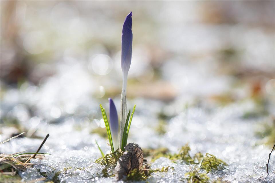 Der Winter war in Sachsen sonniger als üblich. (Archivbild) Sebastian Kahnert/dpa