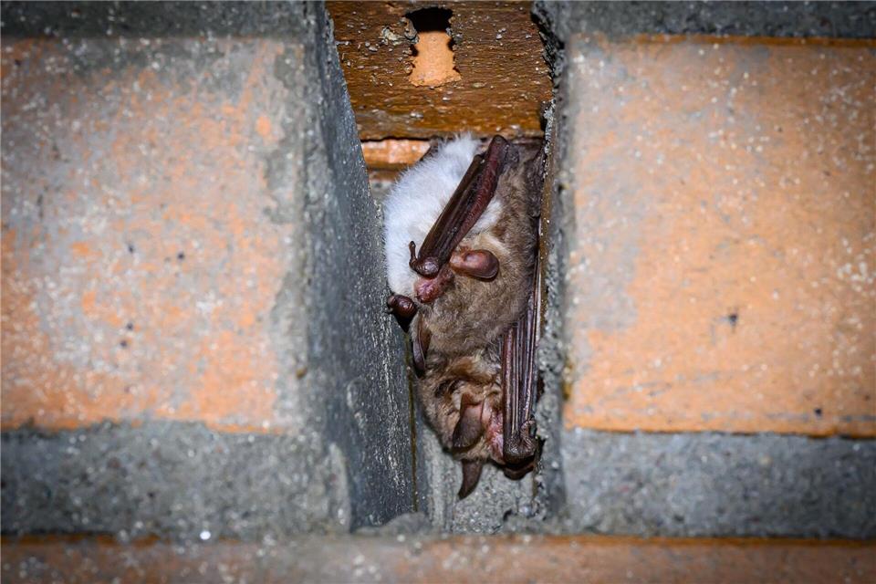 Der Winterschlaf dauert etwa bis Ende März.Patrick Pleul/dpa