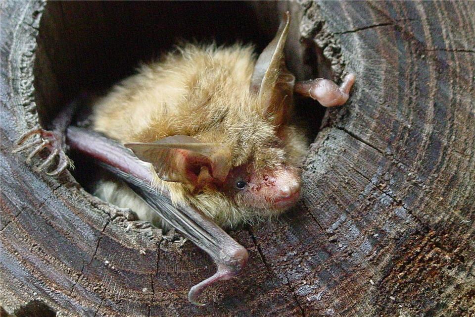 Der Wispertaunus ist auch Heimat von Bechsteinfledermäusen. (Archivbild)Dr. Renate Keil/BUND-Fledermauszentrum Hannover/dpa
