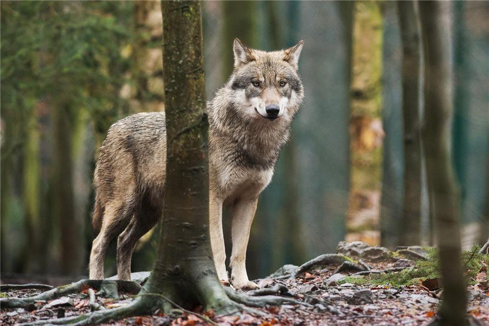 Der Wolf hatte Ende Januar sein Elternterritorium verlassen. (Symbolbild)Klaus-Dietmar Gabbert/dpa-Zentralbild/dpa