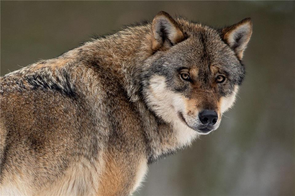 Der Wolf im Nordschwarzwald soll im Auftrag des Umweltministeriums erlegt werden. (Symbolbild)Swen Pförtner/dpa