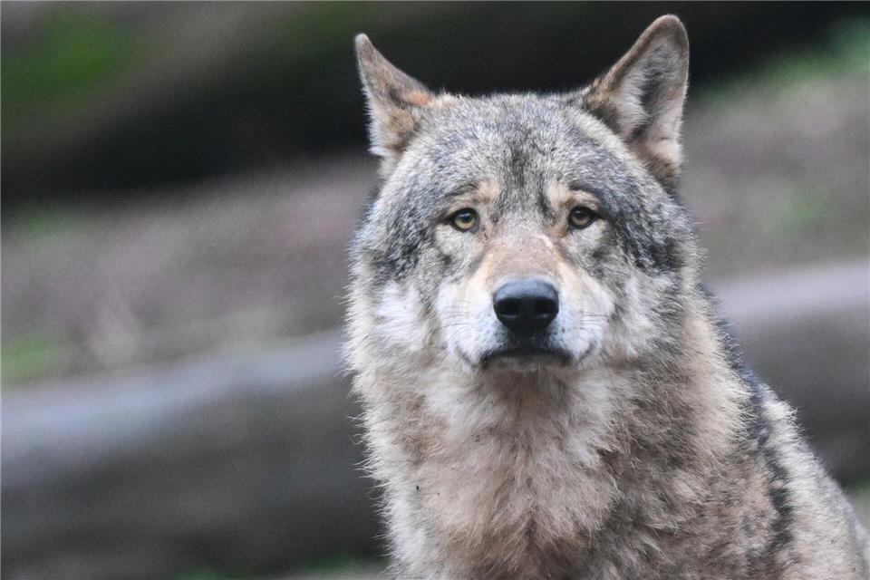 Der Wolf im Nordschwarzwald soll im Auftrag des Umweltministeriums erlegt werden. (Symbolbild)Bernd Weißbrod/dpa