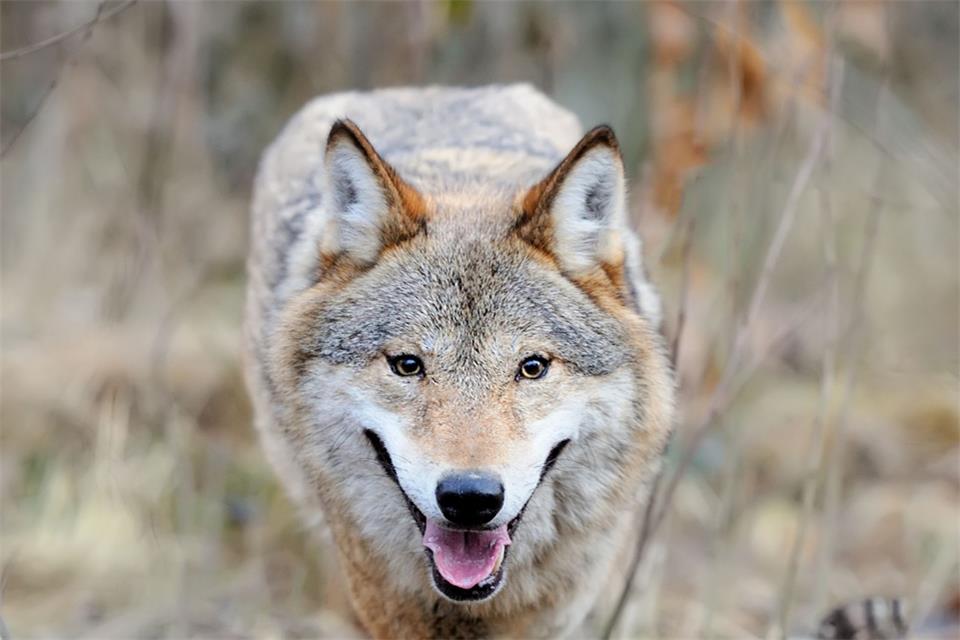 Der Wolf ist in der Region heimisch geworden. Das Landesumweltministerium setzt auf den Herdenschutz.