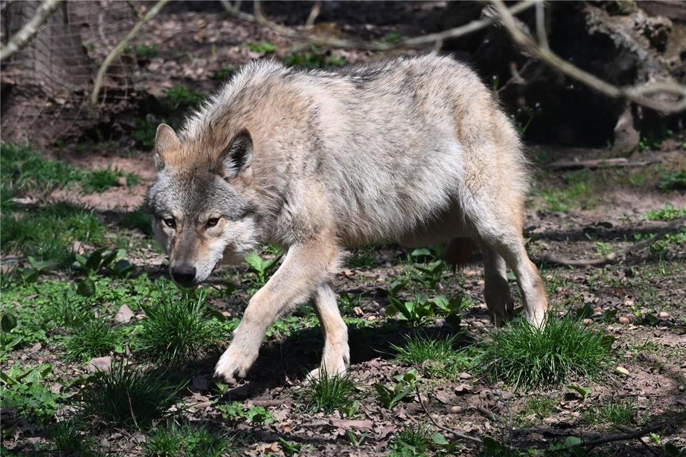 Der Wolf soll ins Landesjagdrecht aufgenommen werden. (Archivbild)Bernd Weißbrod/dpa