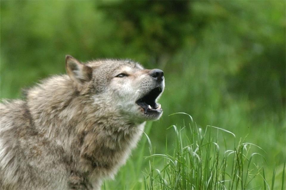 Der Wolf sorgt für Streit.