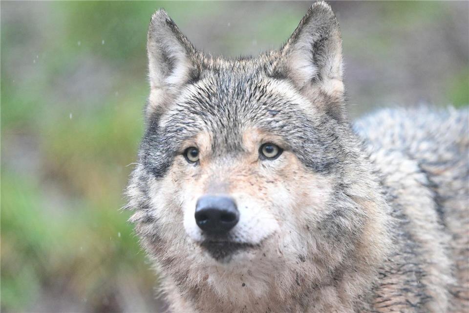 Der Wolf verhält sich unauffällig und arttypisch (Symbolbild).Bernd Weißbrod/dpa