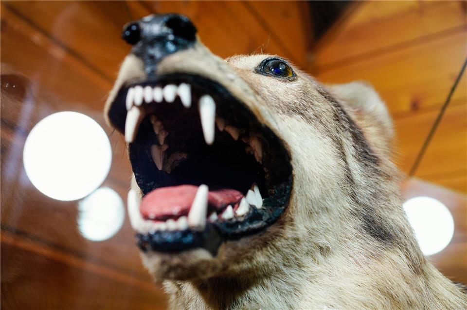 Der Wolf von der Hornisgrinde soll im Fall eines tödlichen Treffers direkt der Forstlichen Versuchs- und Forschungsanstalt BW (FVA) übergeben werden.(Archiv)Uwe Anspach/dpa