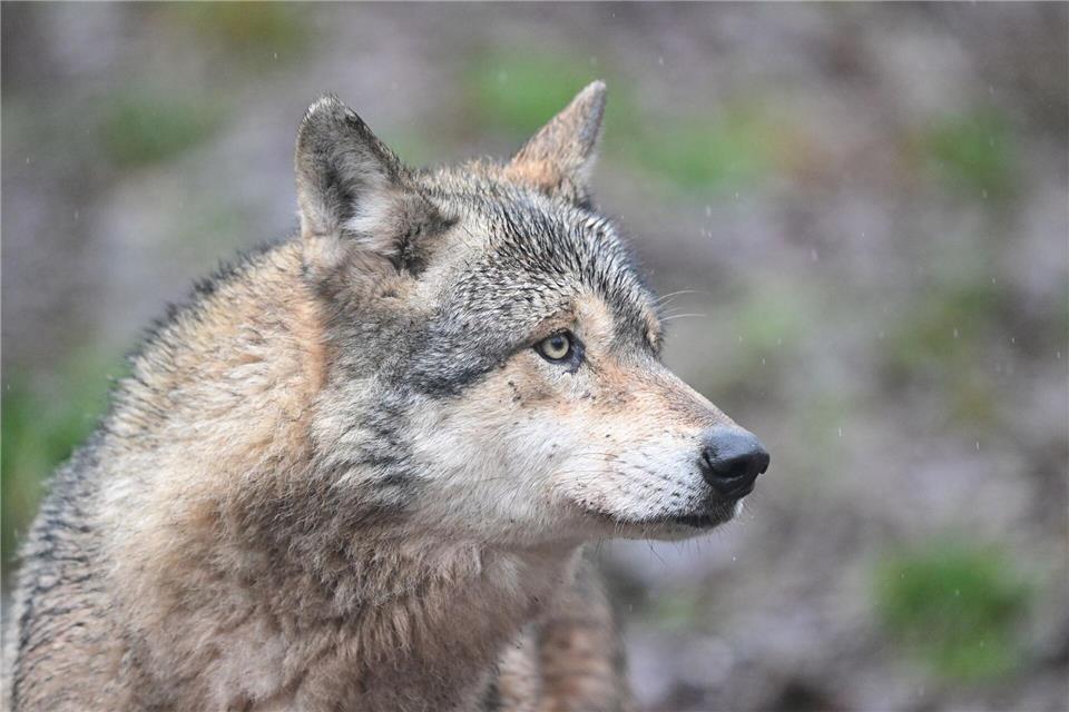 Der Wolf wurde in der Gemeinde Walldorf überfahren. (Symbolbild)Bernd Weißbrod/dpa
