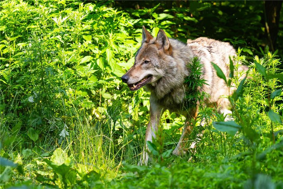 Der Wolf wurde zuletzt Mitte September gesichtet. (Symbolbild)Philipp Schulze/dpa