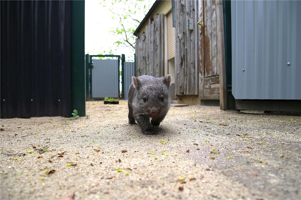 Der Wombat-Nachwuchs wurde bereits im Oktober geboren und ist nun erstmals auch für Besucher im Außengehege zu sehen.Tobias Junghannß/dpa